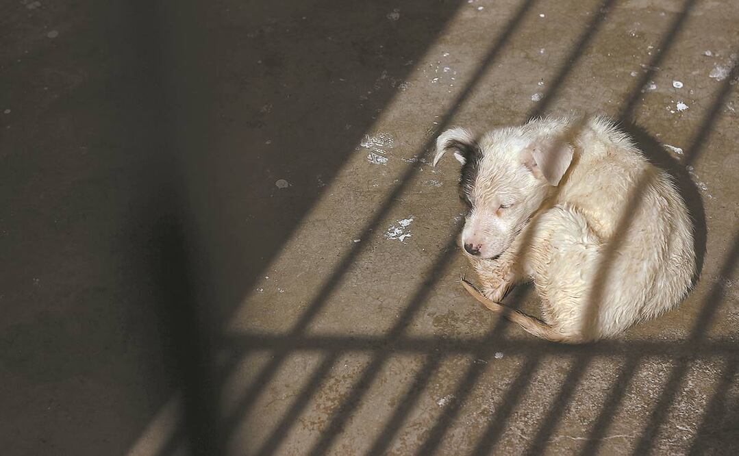 Imagen ilustrativa. Foto: Archivo/EL UNIVERSAL