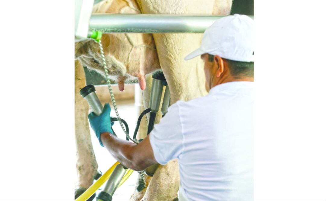 Acotaron que, la Norma Oficial Mexicana denomina “leche” a la secreción de las glándulas mamarias de las vacas, por lo que no puede atribuirse a los productos lácteos combinados y fórmulas lácteas.