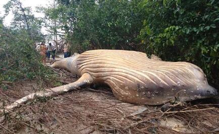 Hallan restos de una ballena jorobada en selva amazónica de Brasil