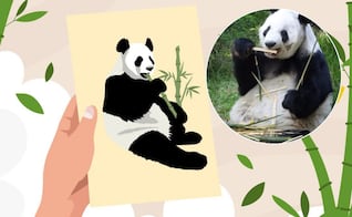 "Xin Xin me inspira": ¿cómo participar en la exposición de cartas ilustradas?; consulta aquí