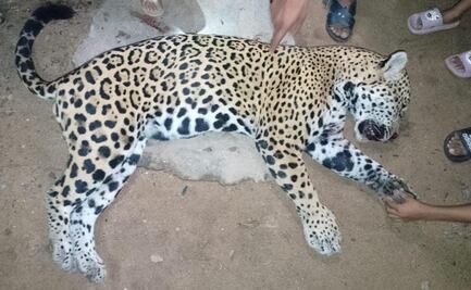 Sacrifican a jaguar en Guerrero; responsables podrían alcanzar 9 años de cárcel