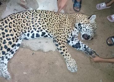 Sacrifican a jaguar en Guerrero; responsables podrían alcanzar 9 años de cárcel