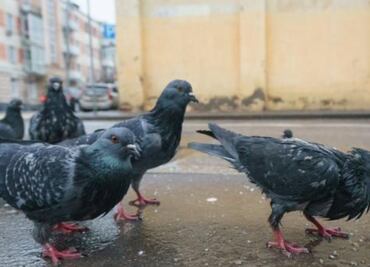 Palomas zombies: el extraño fenómeno que ha encendido las alertas en un país