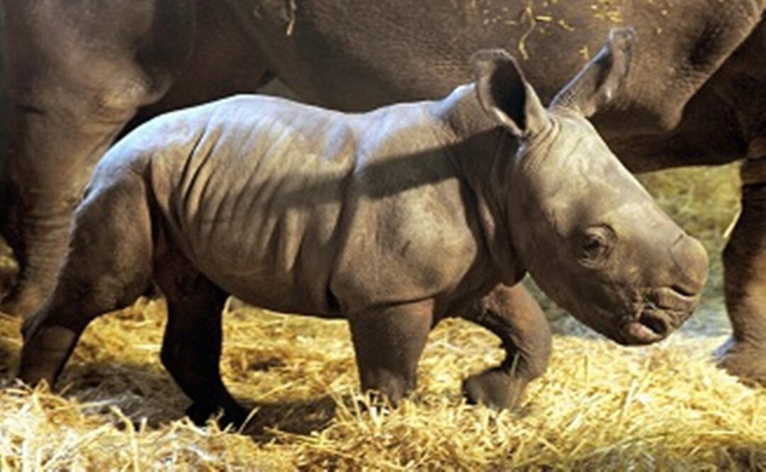 Foto: (Archivo/El Universal)