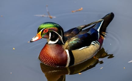 Un visitante colorido: captan ejemplar de pato arcoíris en lago menor del Bosque de Chapultepec