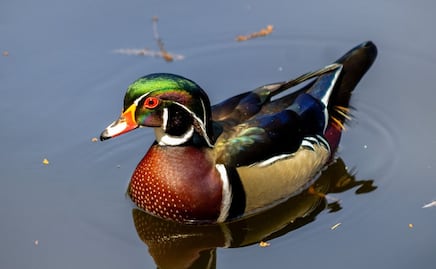 Un visitante colorido: captan ejemplar de pato arcoíris en lago menor del Bosque de Chapultepec