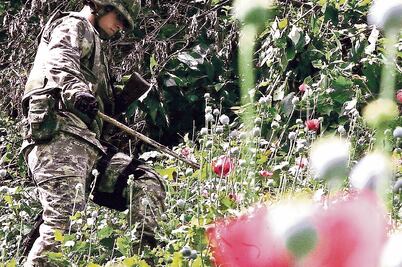 Tecnología, aliada para erradicar amapola