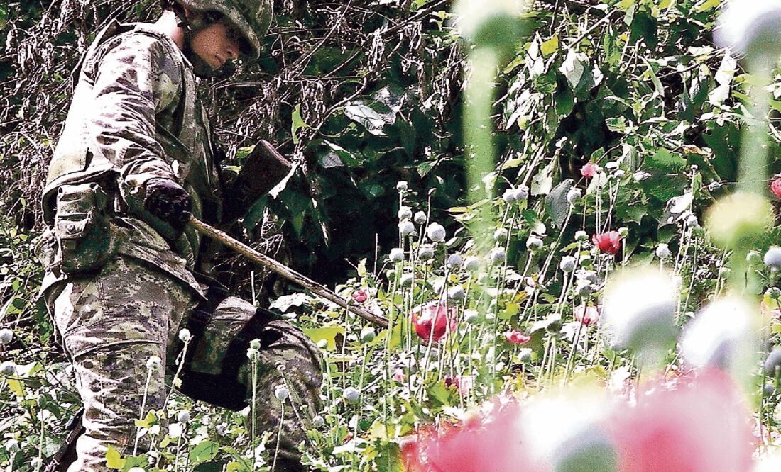 Combate. Con imágenes satelitales, Sedena ha ubicado plantíos de amapola, marihuana y pistas de aterrizaje. (FOTO: ARCHIVO. EL UNIVERSAL)
