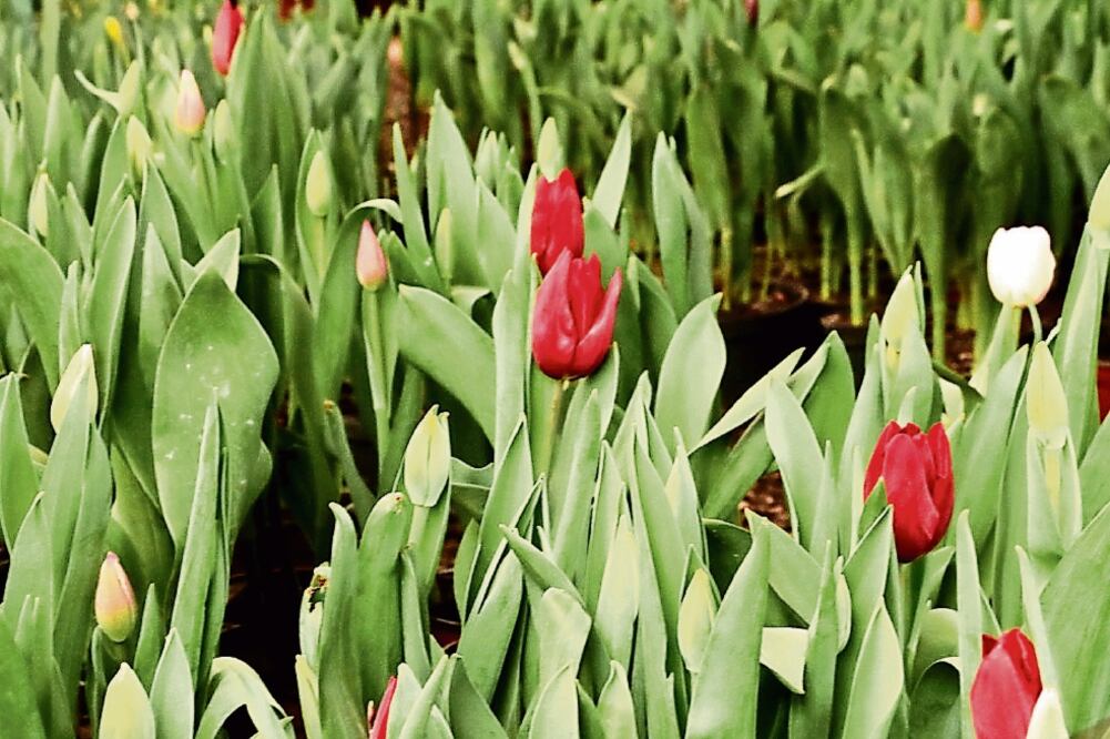 Se estima que se utilizarán más de 3 mil paquetes de flores y follajes de distintas especies para adornar puntos estratégicos del recinto religioso (ESPECIAL)