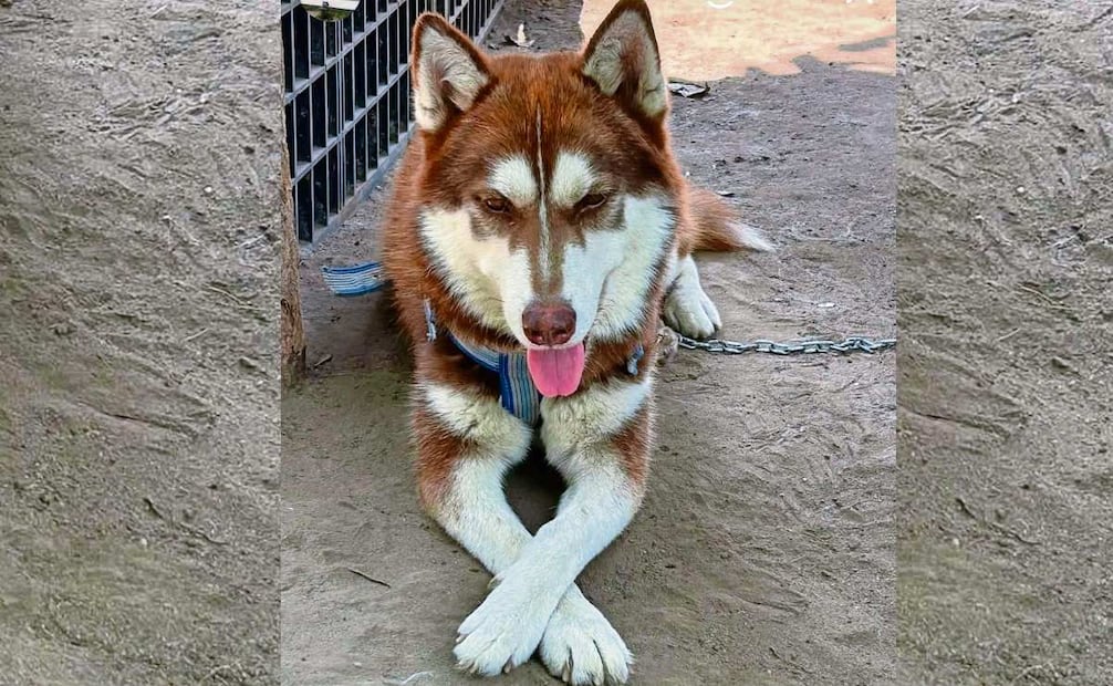 Este husky siberiano es juguetón y se ha ganado el cariño de sus vecinos. Foto: Especial