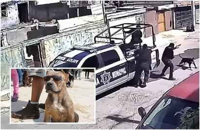 Perrito bandido: policías huyen de pitbull que evitó la detención de sus dueños: VIDEO