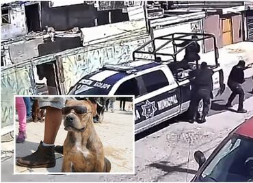 Perrito bandido: policías huyen de pitbull que evitó la detención de sus dueños: VIDEO