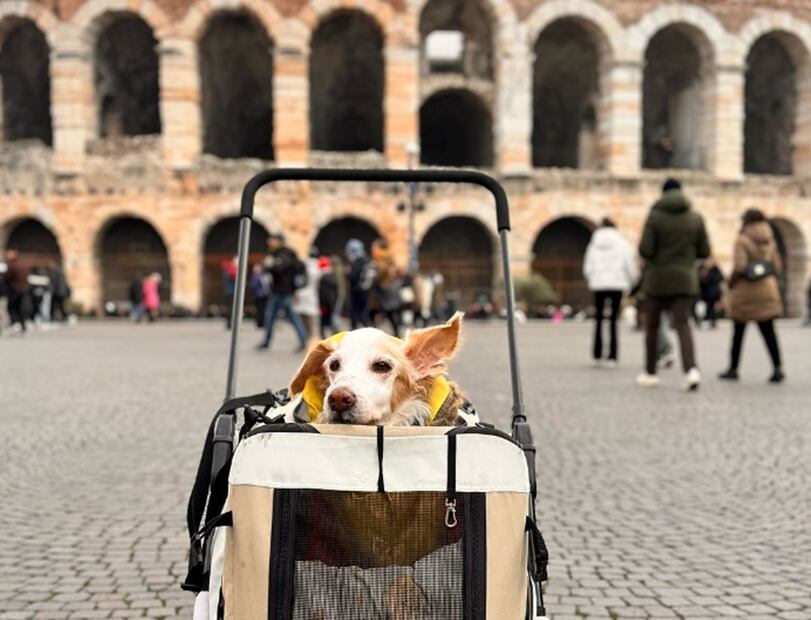 "Mazapán", el perrito que se hizo viral en redes. Foto: Instagram