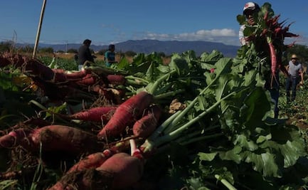 ¿Qué es la "Noche de los Rábanos" en Oaxaca y cómo surgió la tradición?
