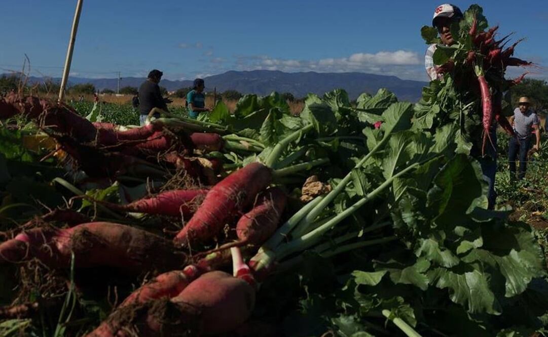 La festividad se lleva a cabo cada 23 de diciembre. Foto: EL UNIVERSAL