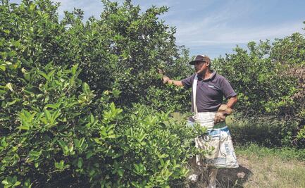 Entre luto e incertidumbre trabajan los limoneros