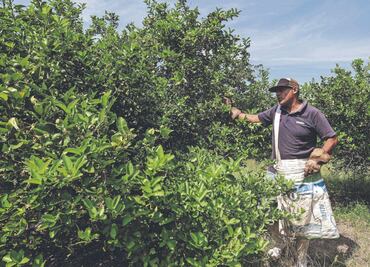 Entre luto e incertidumbre trabajan los limoneros