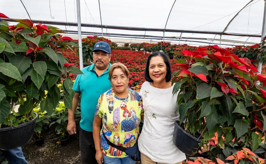 Producción ornamental en Morelos; lidera cultivo de flor de Nochebuena en 2025. Foto: Especial