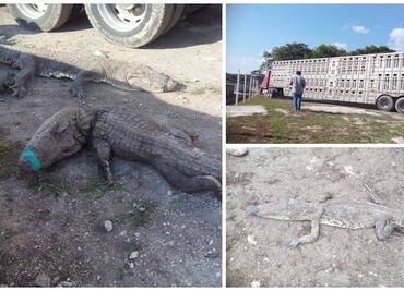 Sancionarán muerte por trato indigno de 124 cocodrilos