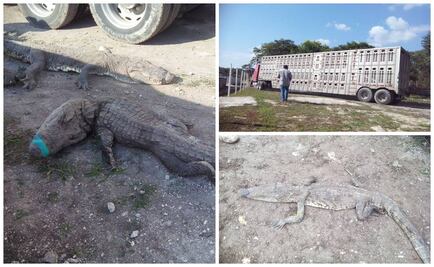 Sancionarán muerte por trato indigno de 124 cocodrilos