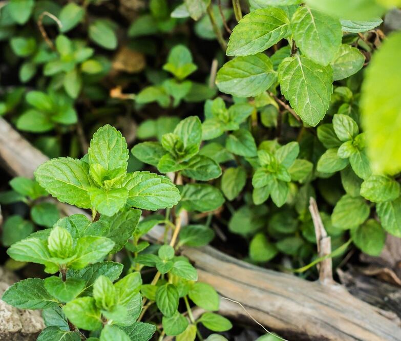 Uno de los beneficios más conocidos es que puede aliviar síntomas estomacales / Foto: Pixabay