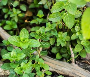 Conoce los 5 beneficios de incluir hierbabuena en tu alimentación