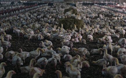 ¿Qué ver?: El documental que evidencia los problemas de sanidad en los alimentos