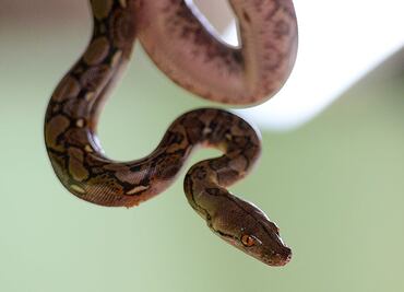 Hallan a mujer muerta rodeada por 140 serpientes y con una pitón al cuello