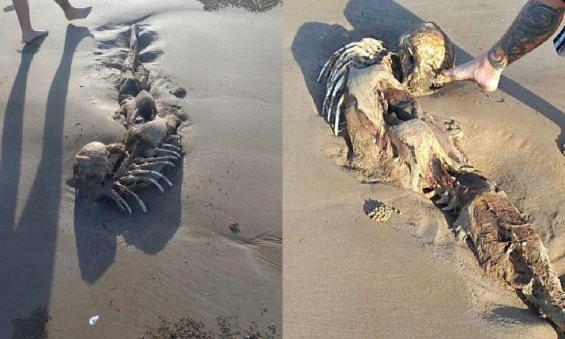 Un esqueleto encontrado en la playa en Australia levantó una gran polémica. FOTO: AgrOsip7903