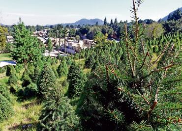 Pinos. Productores del Ajusco quieren llegar a los hogares