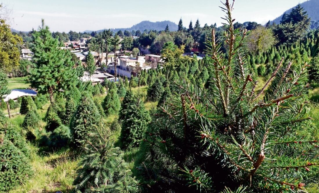 Del millón 800 mil árboles de Navidad que se vendieron en 2015, 800 mil fueron producidos en el país, donde crecen especies como pino blanco, pinabete, pino prieto, pino, piñonero y oyamel (RAFAEL RAMÍREZ. EL UNIVERSAL)