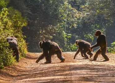 Conoce cómo fue la evolución de la postura erguida en los mamíferos; Harvard lo explica