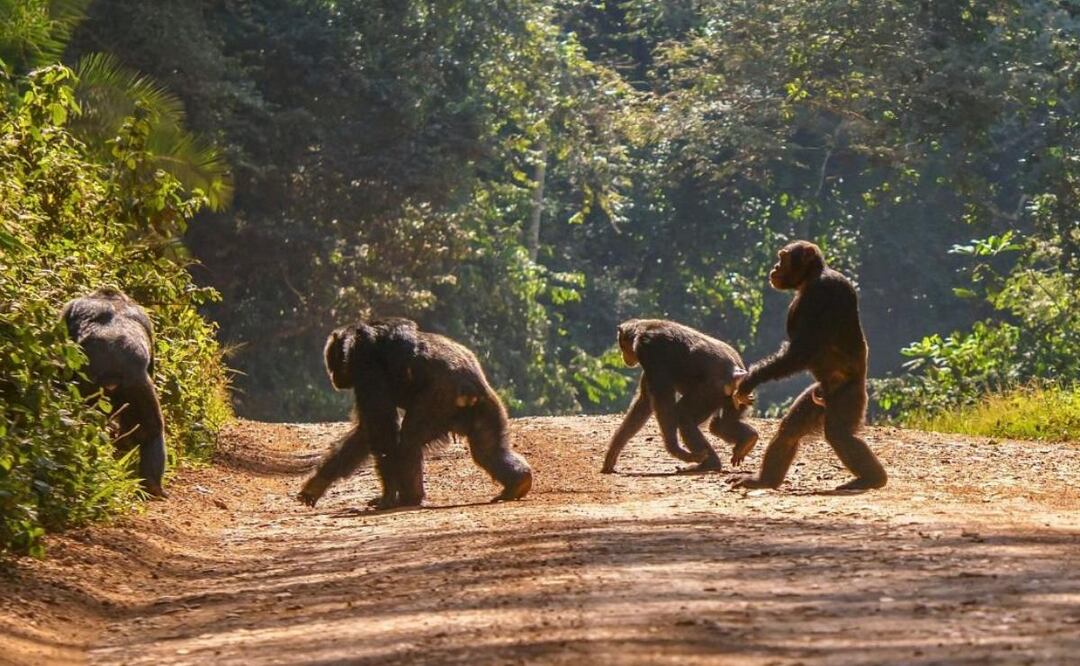 Estudio de Harvard revela cómo los primeros mamíferos evolucionaron hacia una postura erguida. Fuente: Freepik.