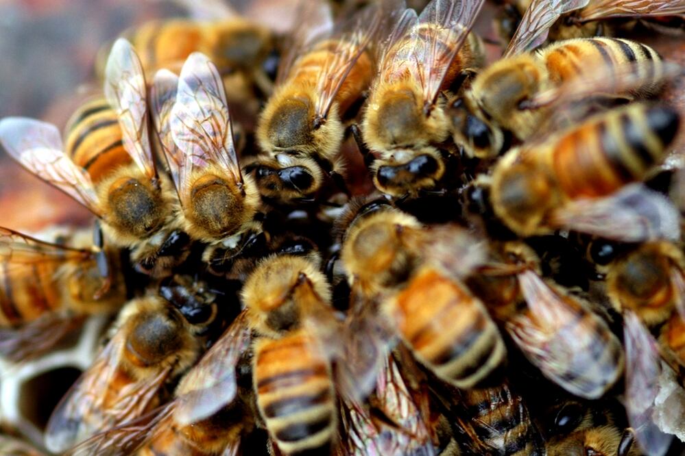 Muere en California un hispano por ataque de abejas: "Se le metieron en la boca", relata su esposa. Foto: Archivo/EL UNIVERSAL