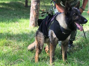 "Estamos orgullosos de ti"; así rinde homenaje Sedena a "Proteo", perrito rescatista fallecido en Turquía