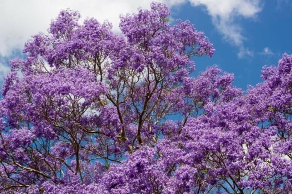Jacarandas, historia y sitios para admirarlas