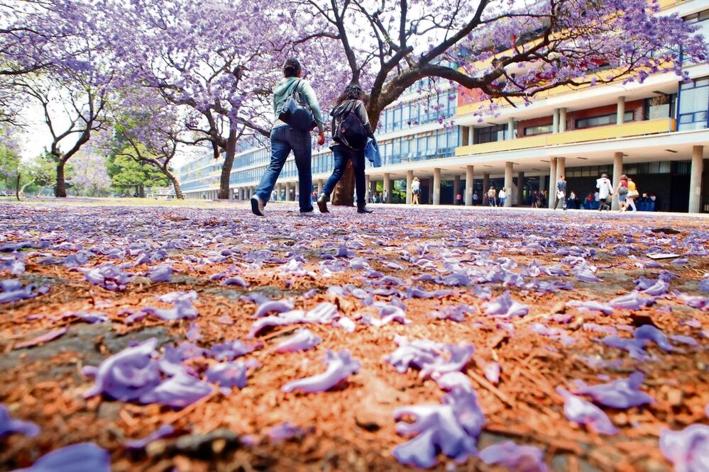 La floración de las jacarandas, por ejemplo, llega a la CDMX un mes antes a comparación de hace un siglo, pues se calcula que por cada 10 años, la primavera se adelanta entre dos y tres días. Foto: Archivo / EL UNIVERSAL