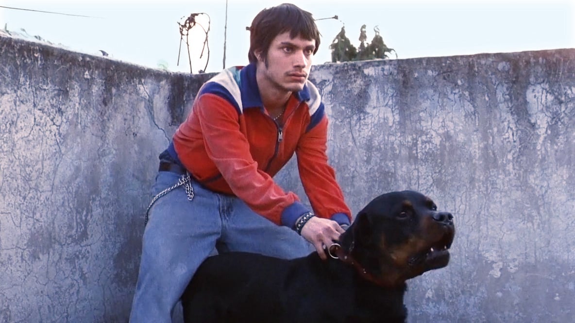 "Amores perros" cumple 18 años. CORTESÍA