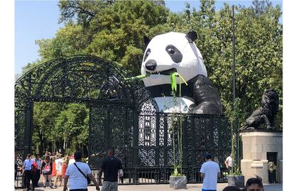 “Oso panda gigante” causa sensación en el Bosque de Chapultepec por los 100 años del zoológico
