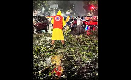 Atienden reportes de caídas de árboles y ramas por intensa lluvia del domingo en Benito Juárez
