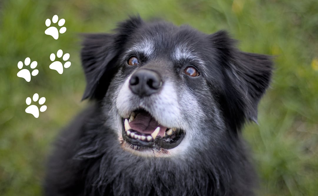 ¿Cómo cuidar de tu mascota en la vejez: salud, alimentación y calidad de vida? Foto: Canva