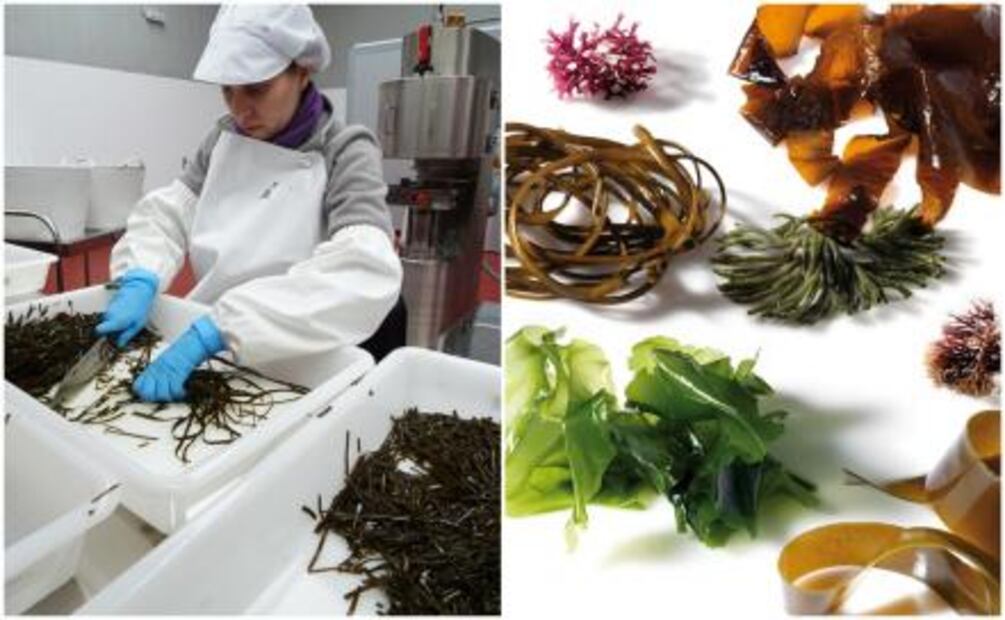 Aprovecha las propiedades de las algas en la cocina