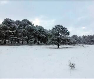 Reportan caída de nieve en 30 municipios de Chihuahua