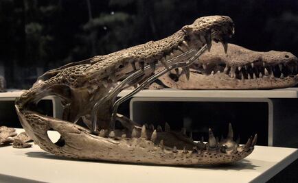 Revelan simbolismo del cocodrilo en pueblos mesoamericanos