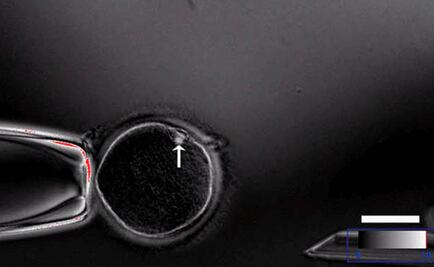 Modifican embriones humanos para hacerlos inmunes al VIH