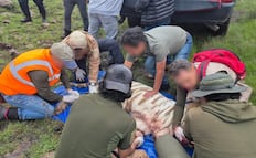 Profepa rechaza contradicciones en muerte de tigre de bengala "Kenzo"; agente que disparó le salvó la vida al veterinario atacado, dice