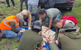 Capturan al tigre de bengala Kenzo tras cuatro días de búsqueda; Profepa reporta que recibe atención médica
