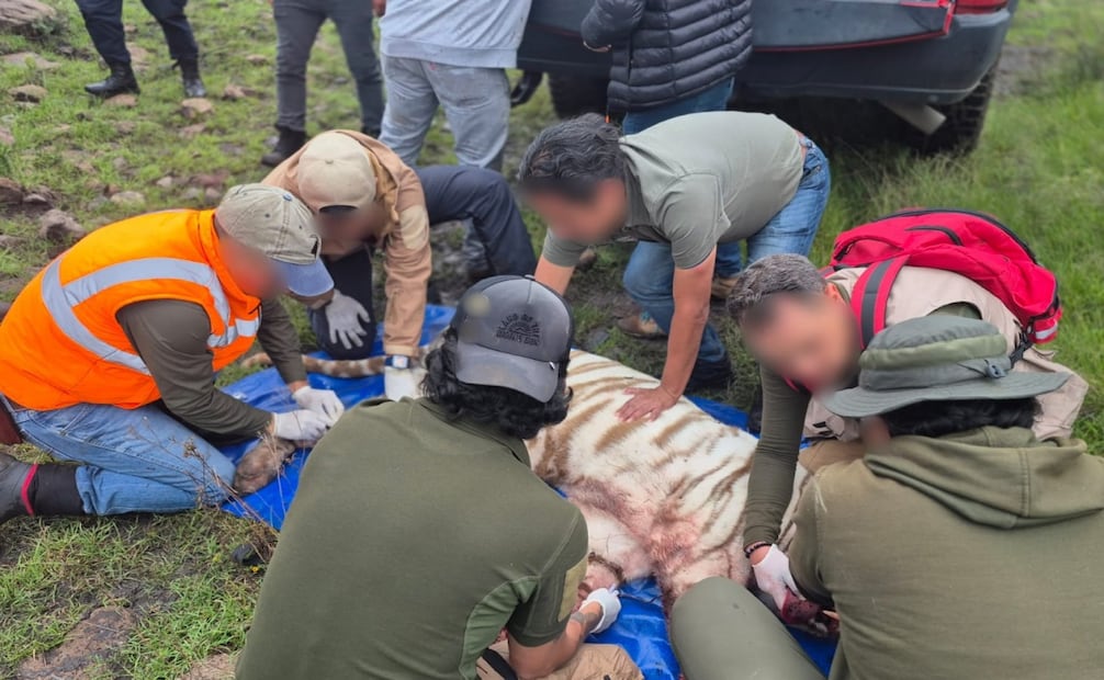 Capturan al tigre de bengala Kenzo tras cuatro días de búsqueda. Foto: Especial