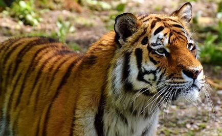 Guatemala: Tigre muerde a su cuidador y le arranca los dos brazos