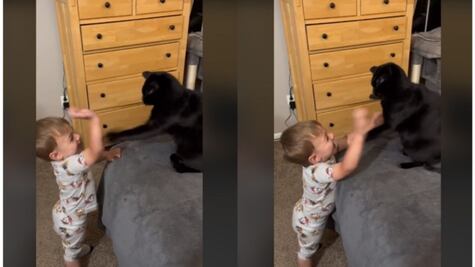 Gatito arrasa reproducciones en TikTok por su tierno juego con un bebé